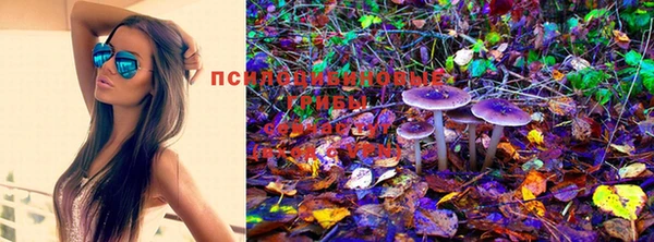 дживик Белокуриха